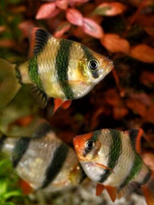 Zierfischzucht Kotterba Sumatrabarben