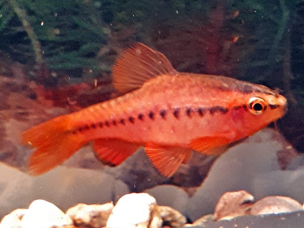 Bitterlingsbarbe Barbus titteya