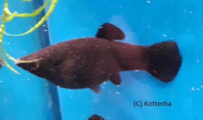 Black Molly Poecilia sphenops