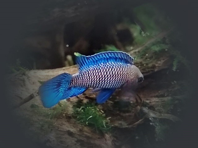 Blaubarsch Badis badis