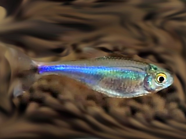 Blauer Perusalmler