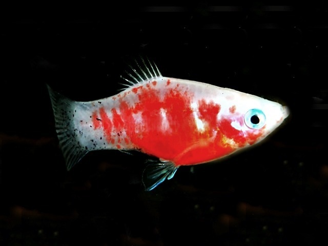 Platy Blutendes Herz Xiphophorus maculatus