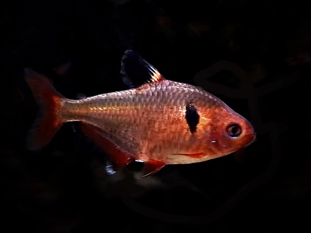 Blutsalmler