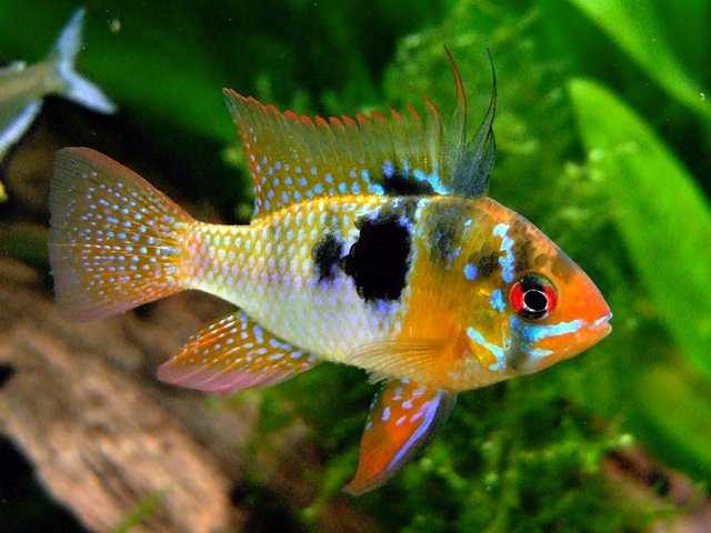 Schmetterlingsbuntbarsch Mikrogeophagus ramirezi