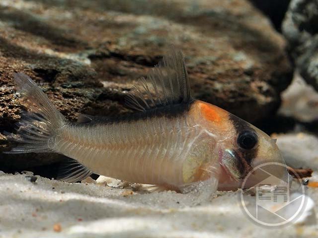 Adolfos Panzerwels Corydoras adolfoi