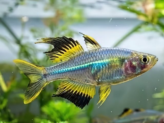 Celebes Sonnenstrahlfisch Celebes Sonnenstrahlfisch