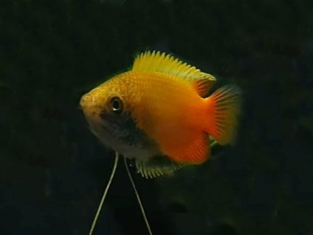 Honiggurami Naturform Colisia chuna, Trichogaster chuna