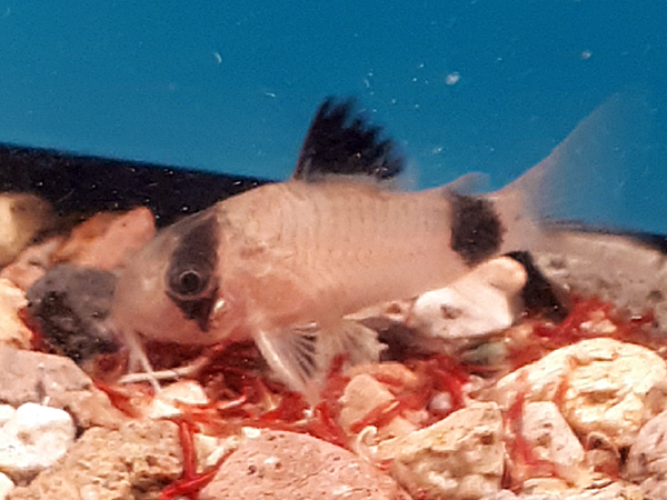 Panda Panzerwels Corydoras panda