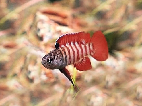 Flächigroter Blaubarsch „ Black Tiger“ Dario hysginon