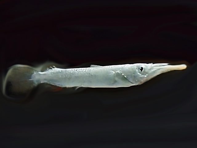 Dermogenus pussilis Halbschnabelhecht