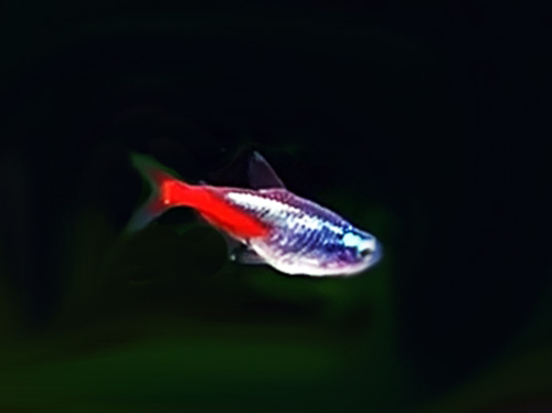 Diamantneon Paracheirodon innesi