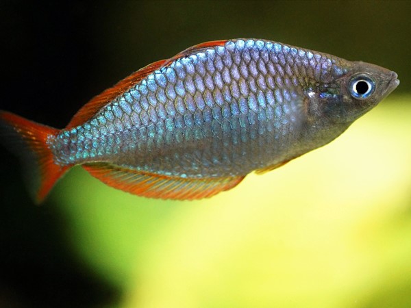 Diamantregenbogenfisch Melanotaenia precox