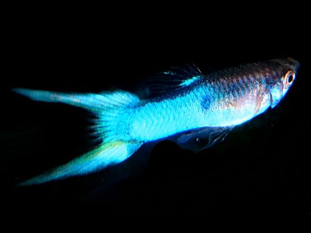 1 Paar Endler Guppy Japan Blue Poecilia wingei