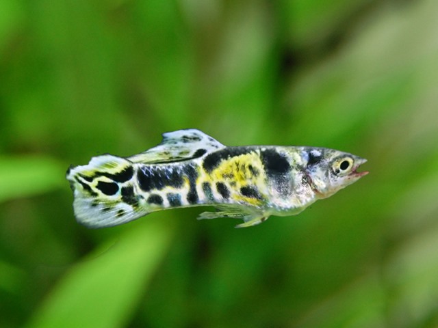 Endler Guppy Green Tiger