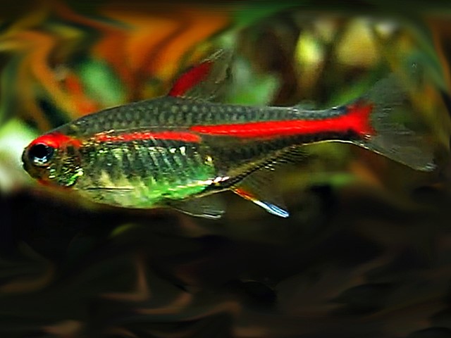 Glühlichtsalmler Hemigrammus erythrozonus