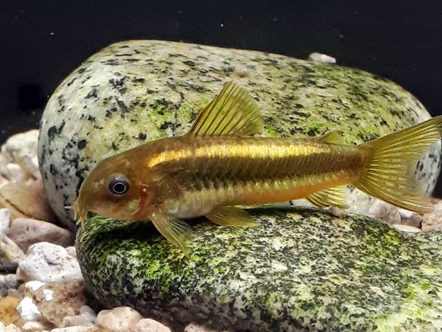 Gold Stripe Panzerwels Corydoras aeneus spec.gold stripe