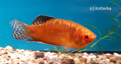 Goldfadenfisch superrot Trichogaster trichopterus