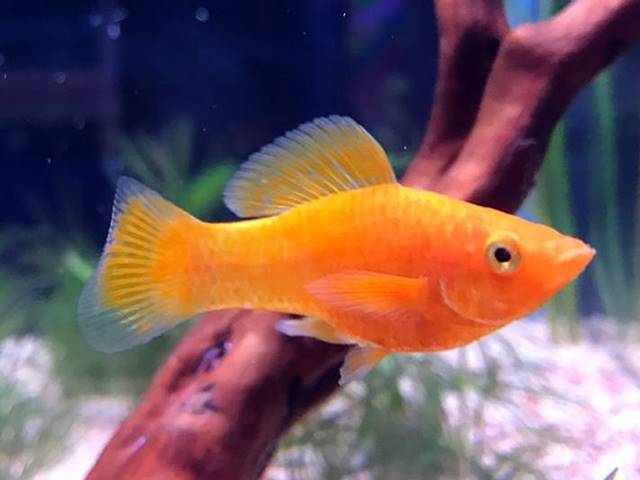 Goldmolly Poecilia spenops