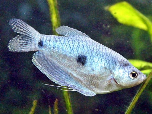 Blauer Fadenfisch Trichogaster trichopterus