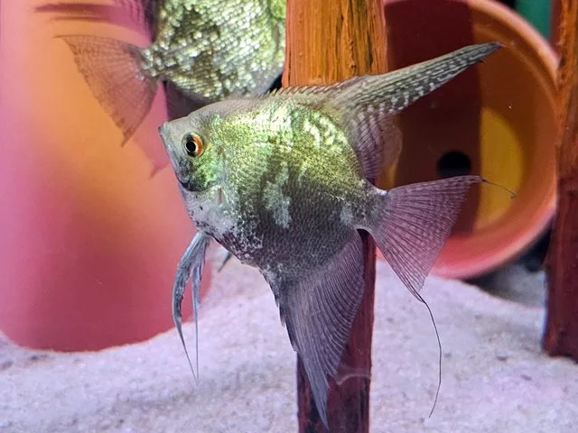 Skalar Grünspiegel, California Pterophyllum