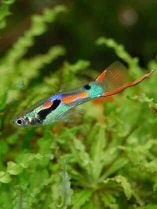 Endlerguppy