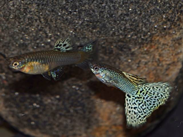 guppy-pair-filigran-gelb