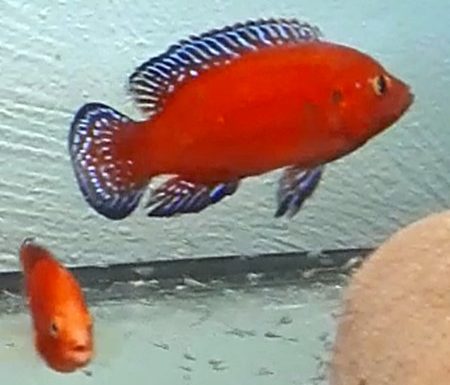 1 Paar Roter Juwelenbuntbarsch Hemichromis exsul