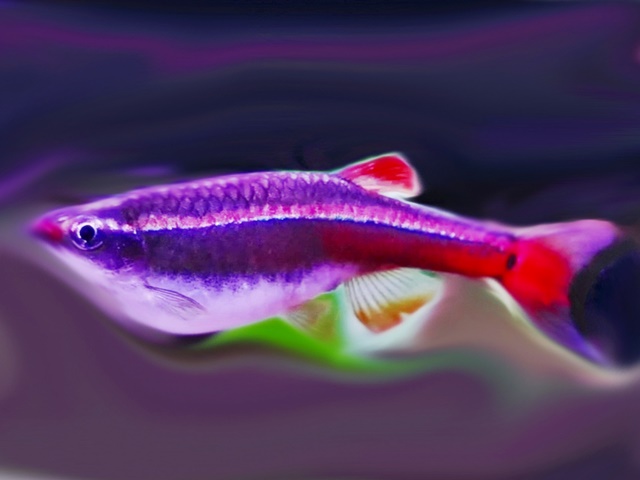 Kardinalfisch Tanichthys albonubes