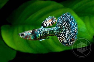 Guppy