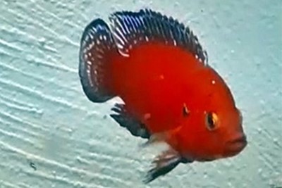 Hemichromis exul