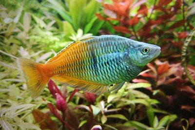 Regenbogenfische