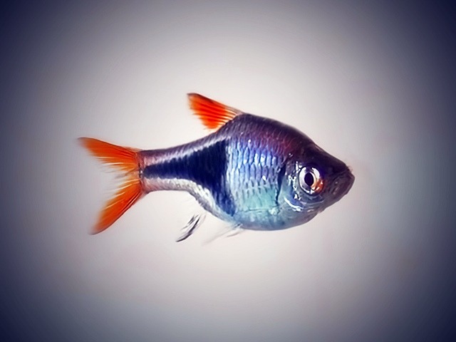 Keilfleckbarbe Rasbora heteromorpa