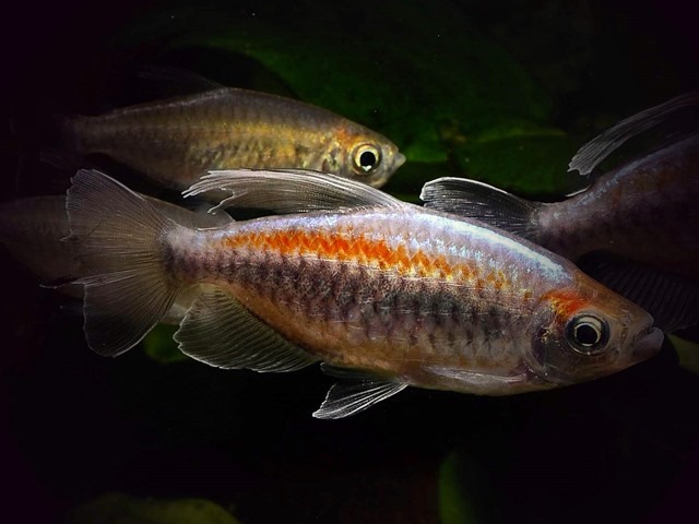 Kongosalmler Phenacogrammus interruptus