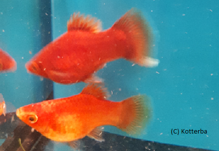 Korallenplaty xiphophorus maculatus