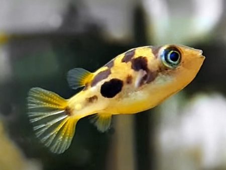 Kugelfisch