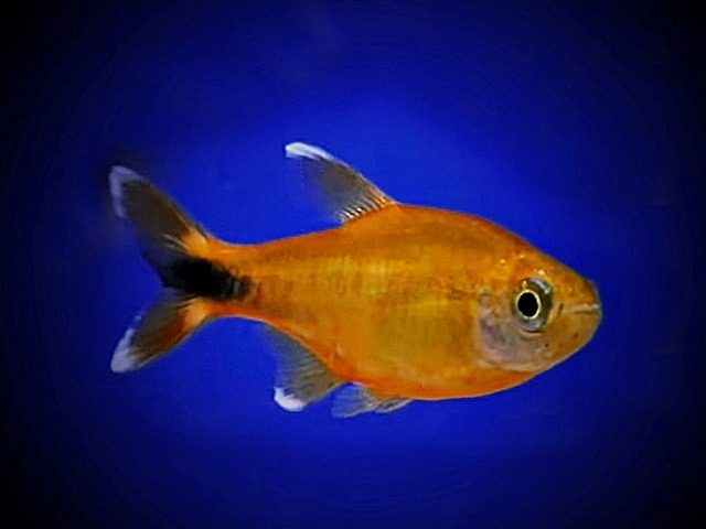 Kupfersalmler