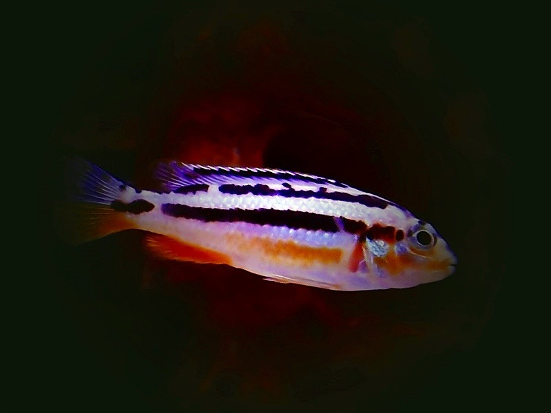 Türkisgoldbarsch Melanochromis auratus