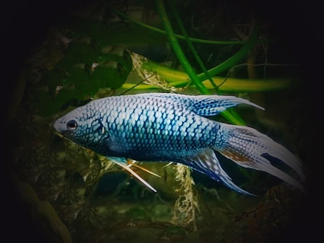 Blauer Makropode Macropodus opercularis