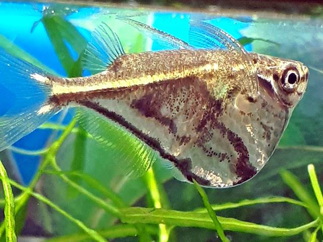 Marmorierter Beilbauchfisch Carnegiella strigata strigata