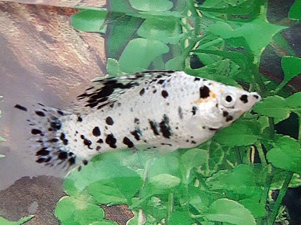 Marmormolly