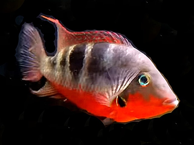 Feuermaulbuntbarsch, Rotbrustbuntbarsch Thorichthys meeki