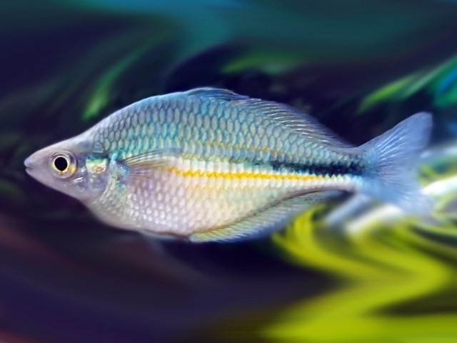 Melanotaenia lacustris