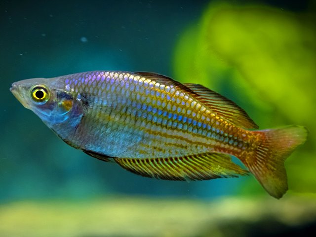 Zierfischzucht Kotterba Juwelen Regenbogenfisch Melanotaenia trifasciata