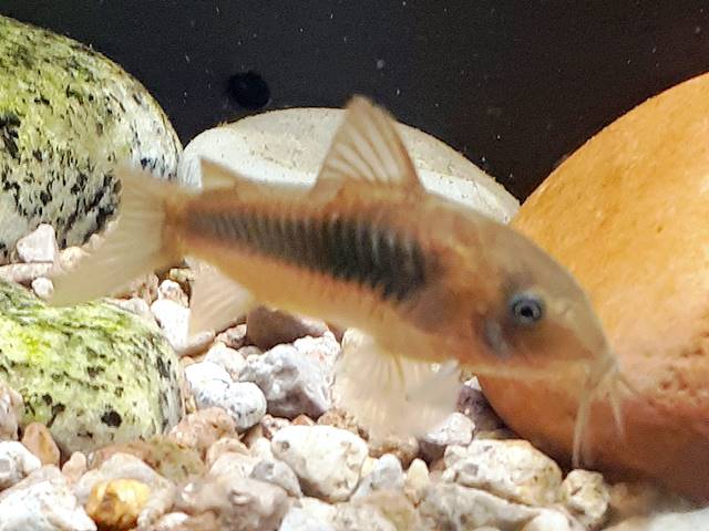 Metallpanzerwels Corydoras aeneus