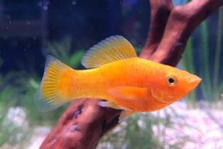 Goldmolly