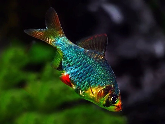 Moosgrüne Sumatrabarbe Barbus tetrazona
