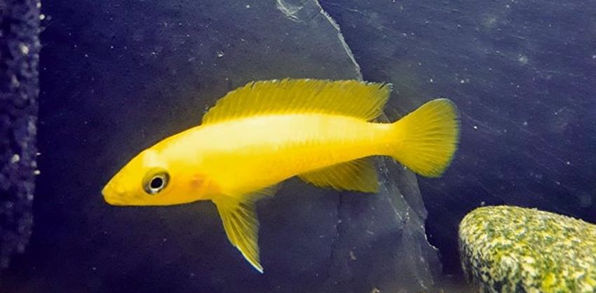 Neolamprologus leleupi