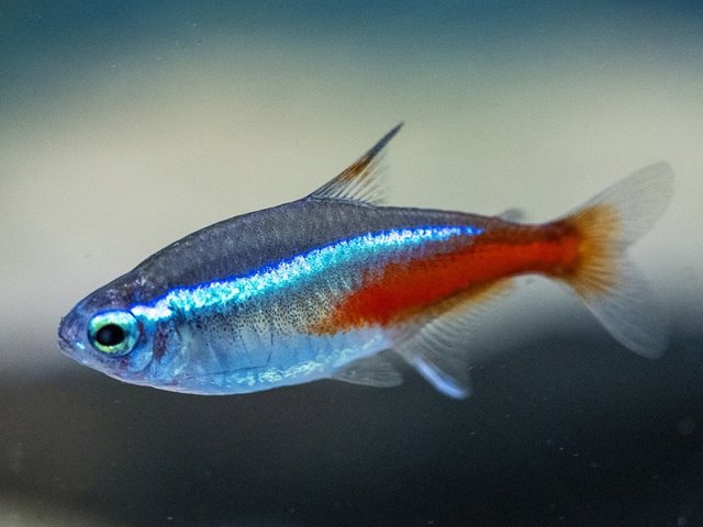 Gutscheine