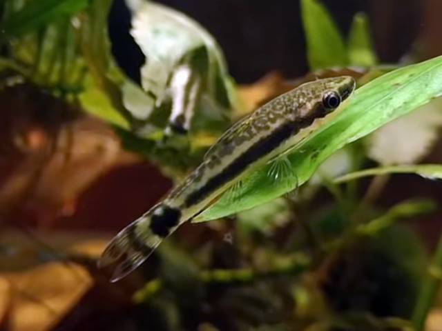 Gestreifter Ohrgitter-Harnischwels Otocinclus affinis