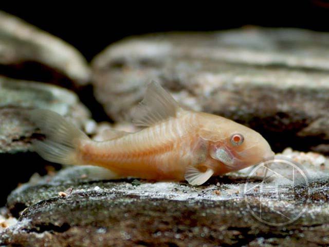 Albinopanzerwels Corydoras paleatus